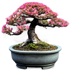 Outdoor Bonsai Png Vjb PNG Image