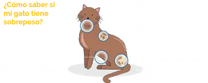 Overweight Cat Indicators Spanish PNG Image