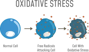 Oxidative Stress Cellular Damage Process PNG Image