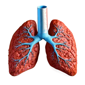 Oxygen Exchange In Lung Png Gon3 PNG Image