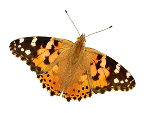 Painted Lady Butterfly Isolated PNG Image