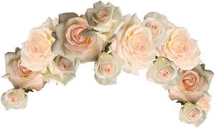 Pale Roses Against Black Background PNG Image