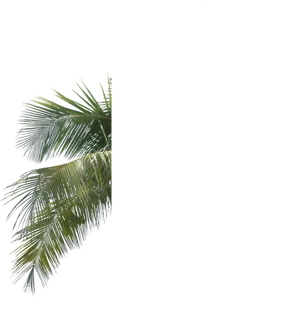 Palm Fronds Against Sky PNG Image