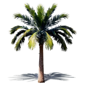 Palmera Garden Paradise Png Dhc98 PNG Image