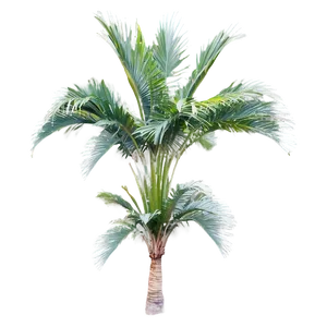 Palmera Garden Paradise Png Ljj58 PNG Image