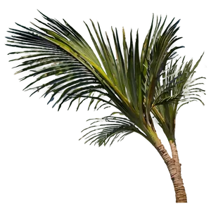 Palmera Wind Dance Png 06262024 PNG Image