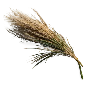 Pampas A PNG Image