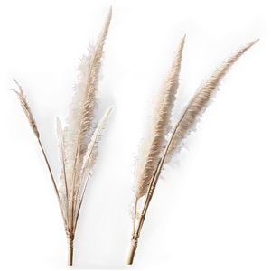 Pampas Grass Bouquet Png 13 PNG Image