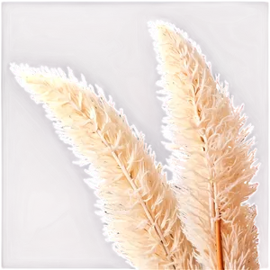 Pampas Grass Bouquet Png Ydx PNG Image