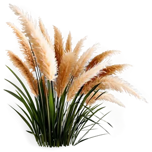 Pampas Grass Decoration Png Kuu43 PNG Image