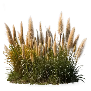 Pampas Grass Field Png 83 PNG Image