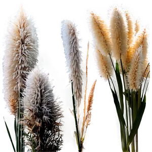 Pampas Grass Field Png Cor PNG Image