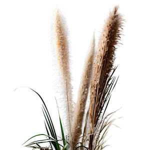 Pampas Grass Landscape Png Eko91 PNG Image