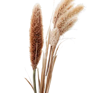 Pampas Grass Png 06272024 PNG Image