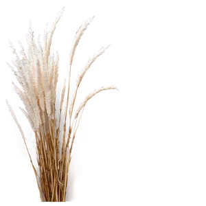 Pampas Grass Png Cbo PNG Image