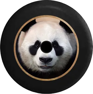 Panda Vinyl Record Art PNG Image