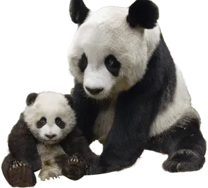 Pandaand Cub Togetherness PNG Image