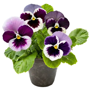 Pansy Flower Png Ckd PNG Image