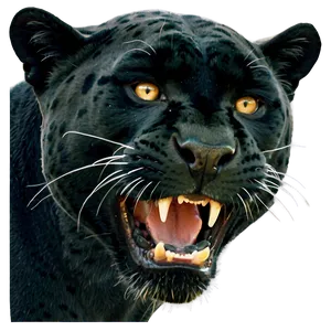 Panther Face Close-up Png Jli PNG Image