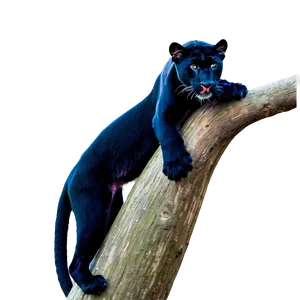 Panthers Family Wildlife Png Ubk98 PNG Image