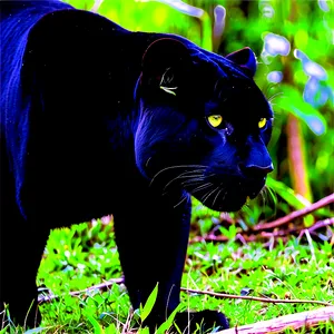 Panthers In National Park Png 49 PNG Image