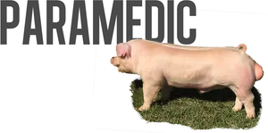 Paramedic Pig Graphic PNG Image