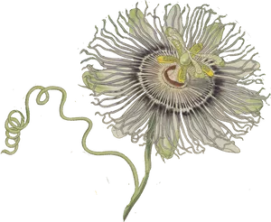 Passion Flower Illustration PNG Image