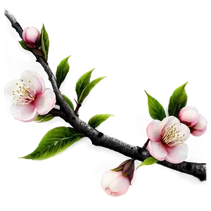 Peach Blossom Png 06252024 PNG Image