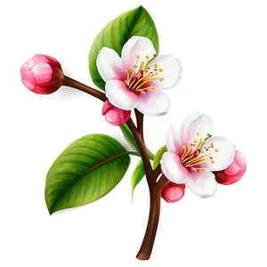 Peach Blossom Png 80 PNG Image