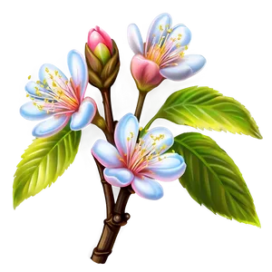 Peach Blossom Png Mbw11 PNG Image