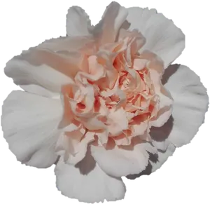 Peach Carnation Flower Bloom PNG Image