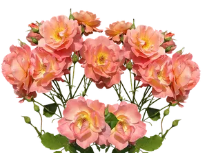 Peach Roses Black Background PNG Image