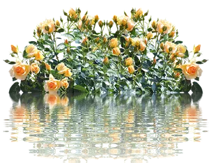 Peach Roses Reflection Water PNG Image