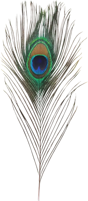 Peacock Feather Elegance.jpg PNG Image