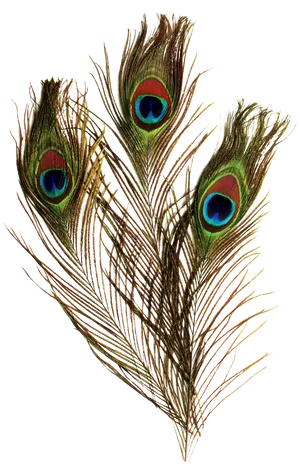 Peacock Feathers Black Background PNG Image