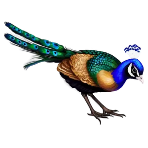 Peacock Illustration Png Ltl PNG Image