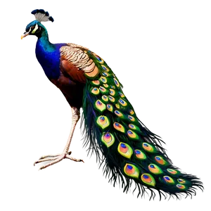 Peacock Tail Display Png 06232024 PNG Image