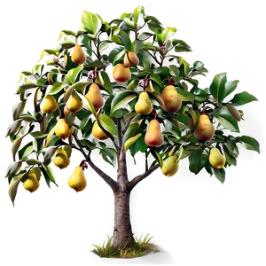 Pear Tree Png 48 PNG Image