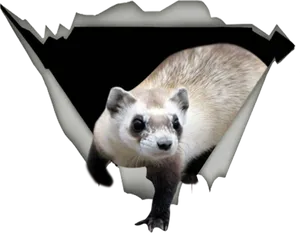 Peeking Ferret Graphic PNG Image