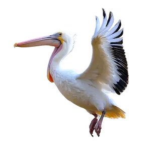 Pelican In Flight Png Bqi83 PNG Image