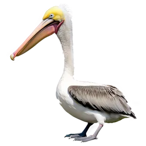 Pelican In Mid-flight Png 40 PNG Image