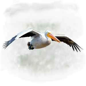 Pelican In Mid-flight Png Qjn PNG Image