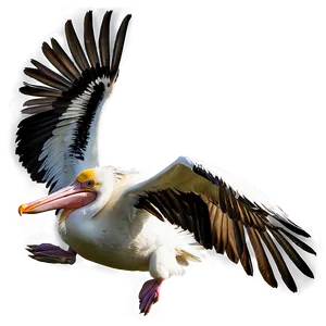 Pelican In Mid-flight Png Uoo74 PNG Image