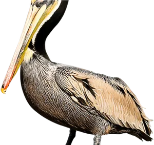 Pelican Profile Portrait PNG Image