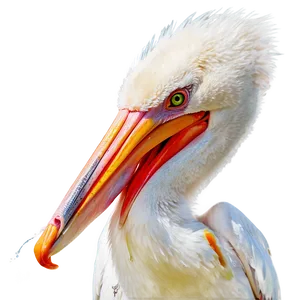 Pelican With Fish Prey Png Bta PNG Image