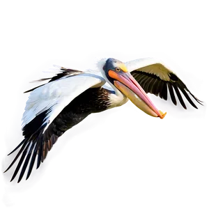 Pelican With Spread Wings Png 06242024 PNG Image