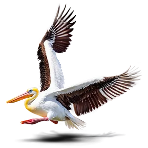 Pelican With Spread Wings Png Mnr95 PNG Image