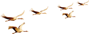 Pelicans_in_ Flight_ Formation PNG Image