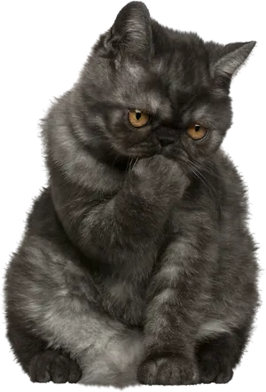 Pensive Black Cat PNG Image