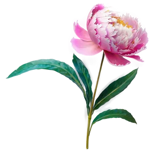 Peony Stem Png 06132024 PNG Image